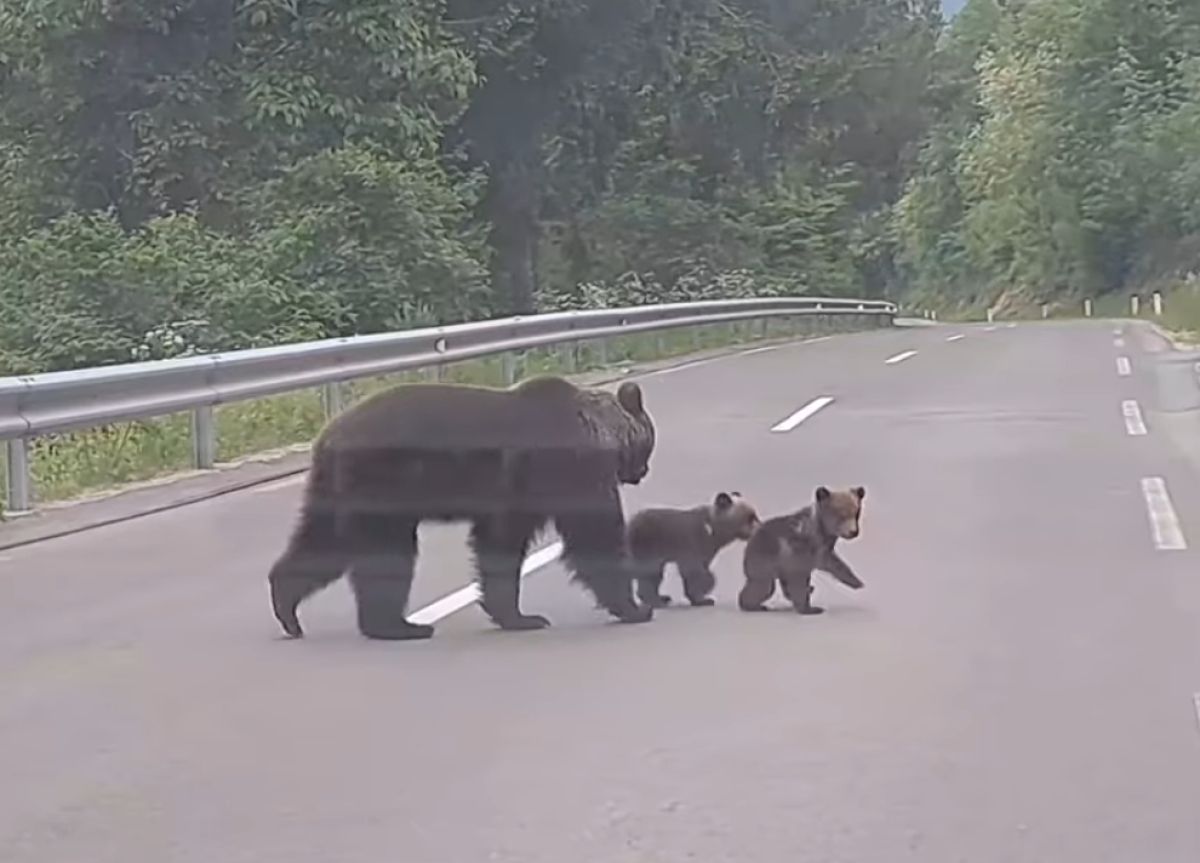 Video: V Loški dolini medvedja družina brezskrbno čez cesto Video: V Loški dolini medvedja družina brezskrbno čez cesto