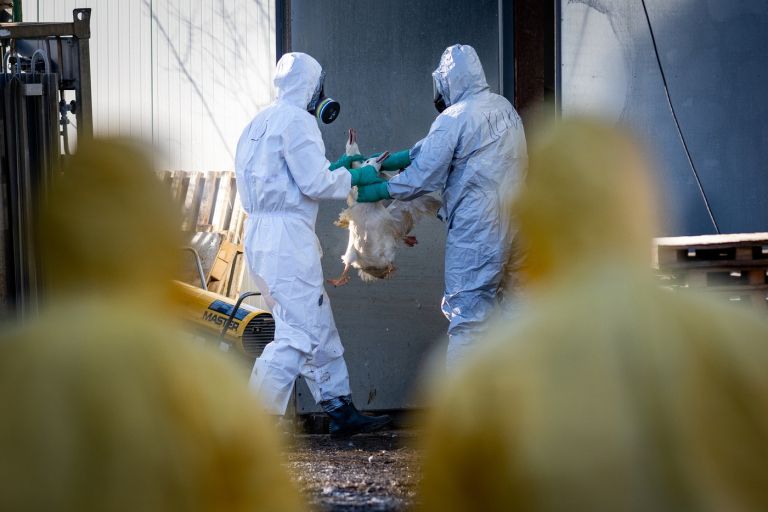 Virus ptičje gripe zaradi mutacij nevaren tudi ljudem?